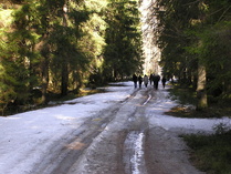 Raivolan lehtikuusia etsitään