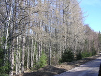 Raivolan lehtikuusia